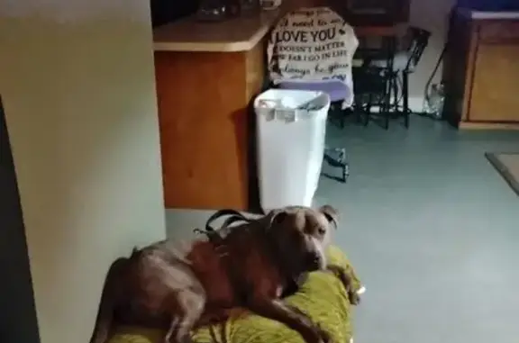 Lost Собака, Days Inn Drive, 121, Easley - tri colored pit with green camo collar - photo