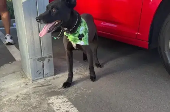 Found Собака, Male, Stockdale...