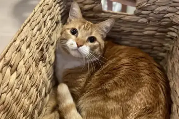 Lost Кошка, Male, Edith Avenue, Salt Lake City - orange tabby with white chest - photo