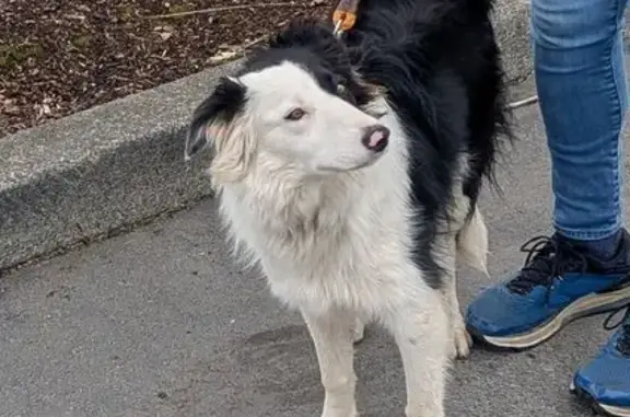 Lost Собака, Female, Southeast 1st Avenue, 1477, Canby - black and white, 35 pounds - photo