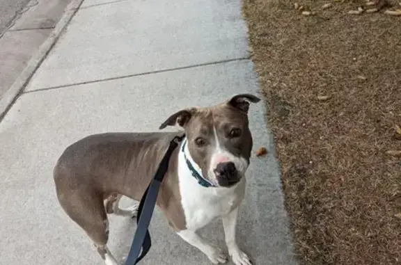 Lost Собака Female, East Centennial Boulevard, 50, Lehi - brown and white pit bull mix - photo