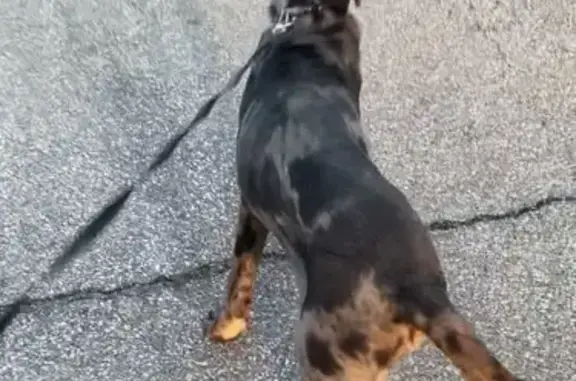 Lost Собака, South 58th Street, 2116, West Allis - blue Great Dane with unique eyes - photo