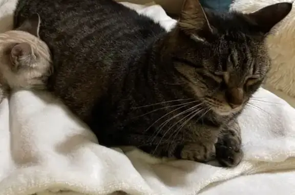 Perdu chat mâle, Rue Quintin, 28, Bordeaux - Sushi, tigré européen - photo