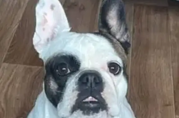 Зникла біла французька бульдожка Мікі!