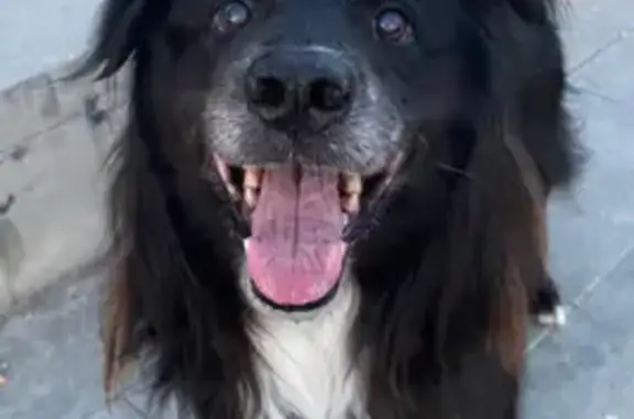 Tranquilo, hace caso a todo el mundo tiene como mechoncitos marrones a los lados de la cara