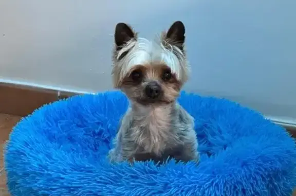 Perro Perdido: Cariñoso y Amigable en Palma - photo