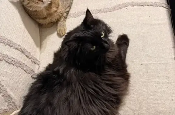 Chat perdu, Rueil-Malmaison, photo: Perdu chat femelle, Mail Simone Veil, 15, Rueil-Malmaison - chatte noire, dos rasé