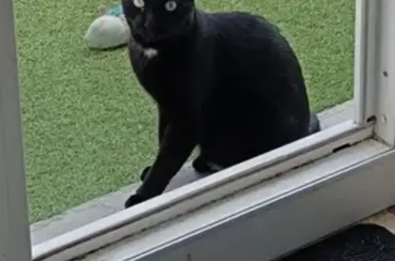 Chat perdu, Castries, photo: Perdu chat mâle, Rue de la Liberté, Castries - noir avec une tâche blanche