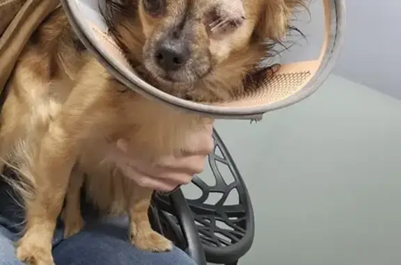 Chien perdu Paris, photo : Perdu Chien mâle, Évry-Courcouronnes, Île-de-France - Chihuahua croisé spitz, blessure à l'œil