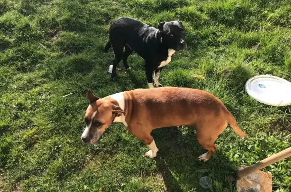 Animaux trouvés Lubersac, photo: Trouvé Chien, Frémont, 363, Lubersac