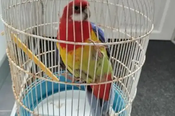Animaux trouvés Blois, photo: Trouvé oiseau, Rue du Commandant Judes, 105, Blois - perruche avec bague