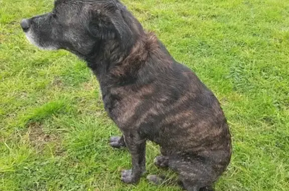 Animaux trouvés Santa-Lucia-di-Moriani, photo: Trouvé Chien Homme, D30, 55, Taglio-Isolaccio, Santa-Lucia-di-Moriani - croisé cursinu, robe sombre