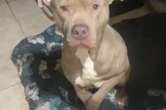 Lost Собака, Male, Eastburn Avenue, 1701, Manhattan - light brown, very friendly - photo