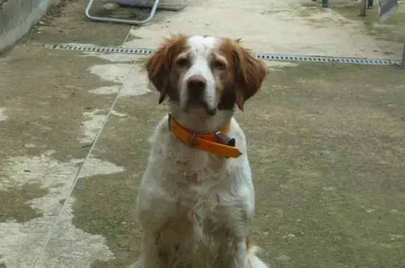 Animaux perdus Cloyes-sur-le-Loir, photo: Chien perdu, Brévainville, Cloyes-sur-le-Loir - robe plus blanche qu'orange