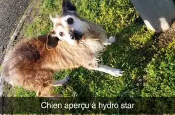 Animaux trouvés Lyon, photo: Trouvé chien mâle, Abbeville, Hauts-de-France - vieux chien sourd