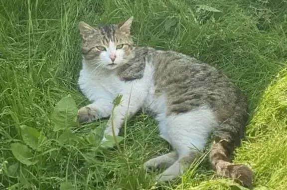 Зникла кішка Тигр: Винагорода за повернення! - photo