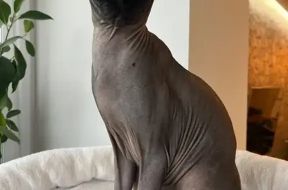 Зникла кішка: Сірий сфінкс на ім'я Гелік