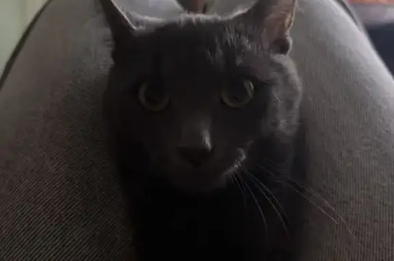 Зникла кішка Сіренький: Львів, Батуринська 3