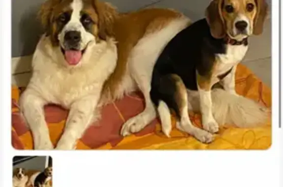Chien perdu, Route de Tordouet, Saint-Cyr-du-Ronceray - St Bernard et Beagle - photo