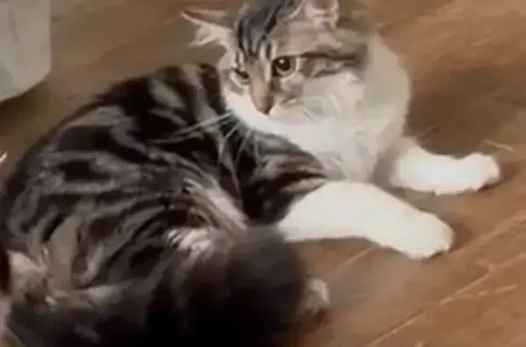 Chat disparu Fille, Cergy (fl586396) - photo