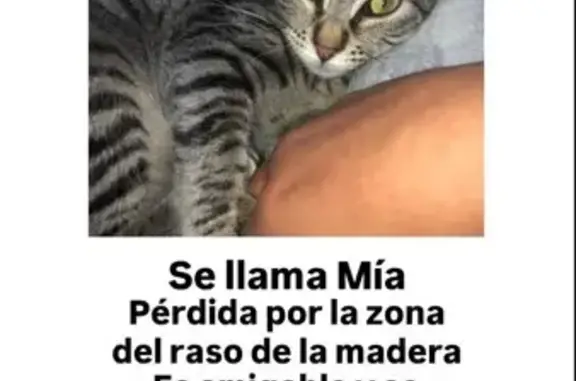 Gata Atigrada Perdida en Totana: Muy Cariñosa