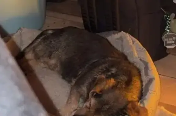 Animaux trouvés Paris, photo: Trouvée chienne, Rue nationale, 36, Vivy, Paris - femelle sans tatouage ni puce