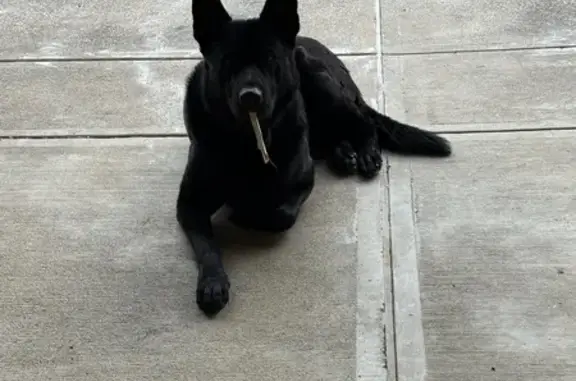 Missing dog Miamisburg, photo: Lost Собака, Jamaica Road, 6069, Miamisburg - Black German shepherd