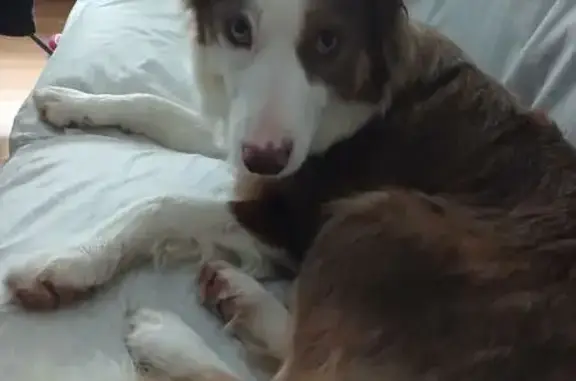 Perro Perdido: Collie Marrón y Blanco en Gijón