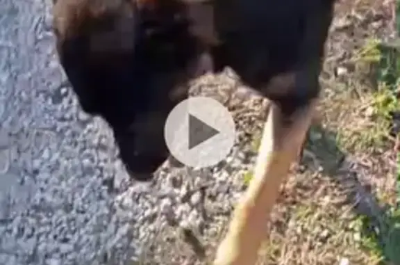 Perdu Chien Femme, Chemin du Vallat Neuf, 5996A, Noves - malinois croisée berger allemand - photo