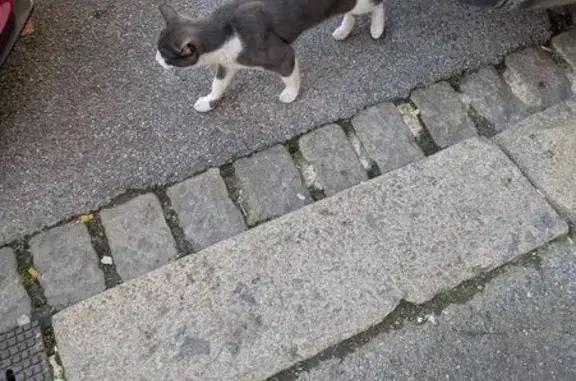 Animaux trouvés Saint-Quentin, photo: Trouvé Chat, Rue des Canonniers, 2, Saint-Quentin - gris et blanc, miaule souvent