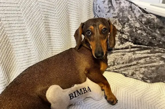 Perrita Salchicha Marrón Perdida en Fuengirola