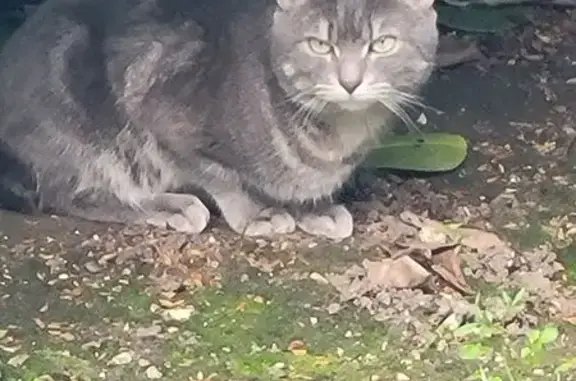 Animaux trouvés Saint-Michel-sur-Orge, photo: Trouvé chat, Rue Albert Peuvrier, 17, Saint-Michel-sur-Orge - gris avec la queue coupée