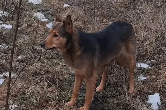 Знайдена молода собака на Київ...