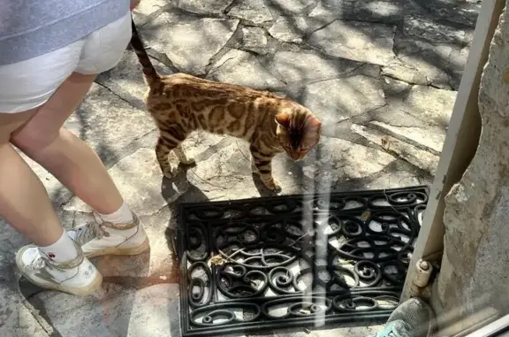 Animaux trouvés Laroque-Timbaut, photo: Trouvé chat homme, Route de Saint Robert, Laroque-Timbaut - type Bengale très sociable