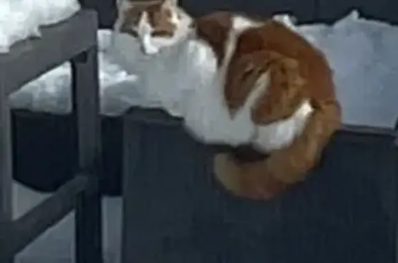 Animaux perdus Paris, photo: Perdu chat mâle, Les Fourgs, Bourgogne-Franche-Comté - collier marron avec une clochette