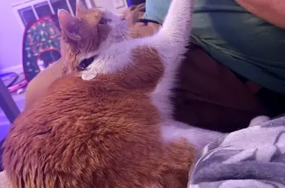 Lost Кошка, Juniper Circle, 120, Savannah - white and orange with green collar - photo