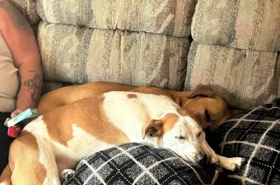 Found собака, Female, South Ha...