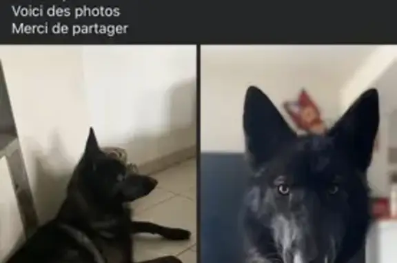 Animaux perdus Paris, photo: Chien perdu, femme, Agnez-lès-Duisans, Hauts-de-France - chien loup noir