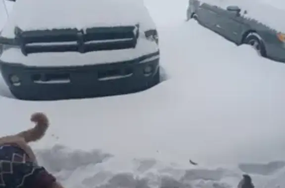 Lost Собака, Bartholomew Street, 2500, Flat Rock - male golden doodle with camo collar - photo