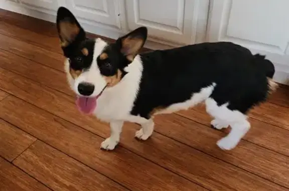 Lost Собака Male, Plantation Trail, 2764, Sugar Land - Black corgi, very friendly - photo