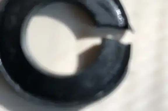 Lost Собака Female, Birdsong Resort Circle, 1, Wildlife Cove Village, New Johnsonville - Orange Reflective collar - photo