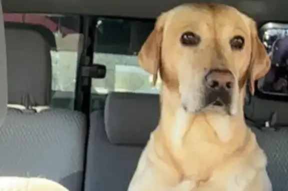 Missing dog Grand Forks, photo: Lost Собака, Male, Lincoln Drive, 255, Grand Forks - Yellow lab, skinny, 4 years old