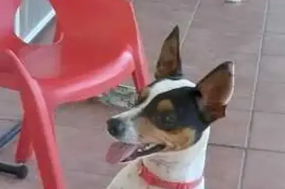 Perro Perdido en Torres de Segre: Bodeguero