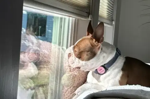 Lost Собака, Female, Natchez Trace, 2108, Nashville - stolen, reward offered - photo