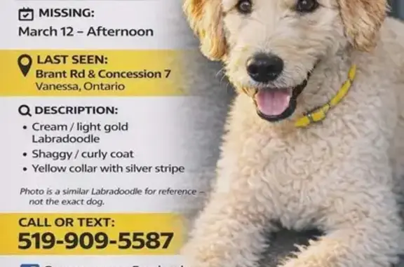 Missing dog Female (usl532680) - photo