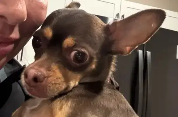 Found Собака, North 83rd Avenu...