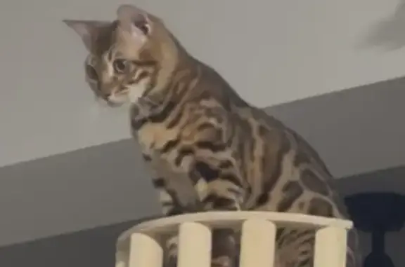 Missing cat Singapore, photo: Lost Cat in Woodlands Drive 16, SG