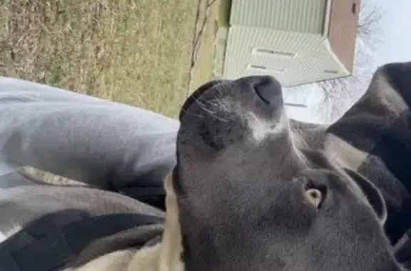 Found Собака Male, Joy Road, D...