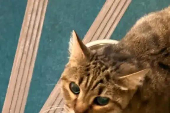 Animaux trouvés Pau, photo: Trouvé chat femelle, Pau, Nouvelle-Aquitaine