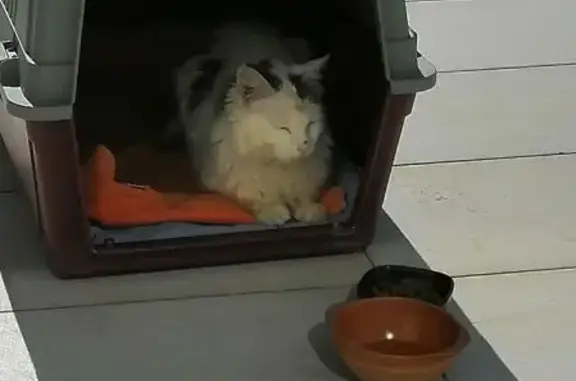 Animaux trouvés Lyon, photo: Trouvé chat, Crèvecœur-en-Brie, Île-de-France - très mince et poil terne